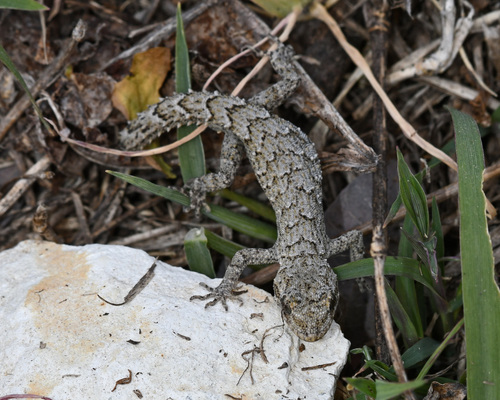 Eastern Mediterranean Thin-toed Gecko