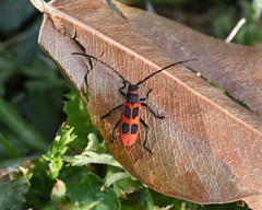 Calchaenesthes primis