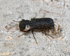 Amphicerus bimaculatus