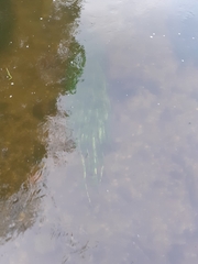 Potamogeton perfoliatus