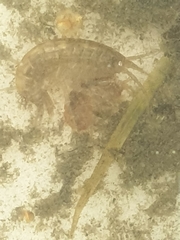 Gammarus lacustris