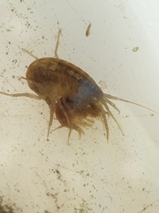 Gammarus lacustris