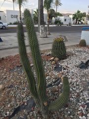 Stenocereus thurberi