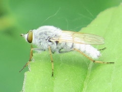 Pandivirilia