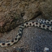 Clarion Snake Eel - Photo (c) Héctor Alejandro Hernández Castellanos, some rights reserved (CC BY-NC-SA), uploaded by Héctor Alejandro Hernández Castellanos