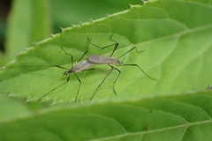 Chioneinae