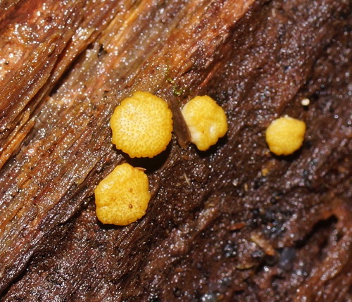 Trichoderma viridescens image