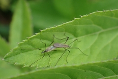 Chioneinae