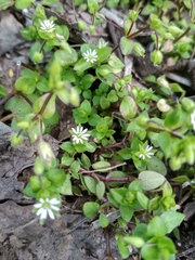 Stellaria media