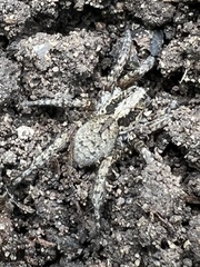 Trochosa sepulchralis