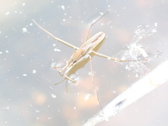 Gerris thoracicus