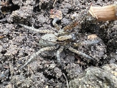 Trochosa sepulchralis
