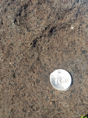 Pteridium aquilinum decompositum