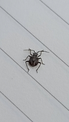 Deraeocoris flavilinea