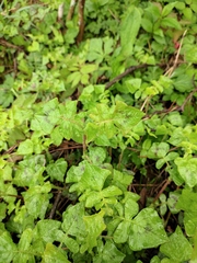 Persicaria runcinata