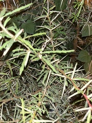 Vachellia xanthophloea