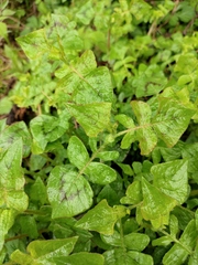 Persicaria runcinata