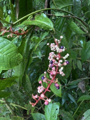 Miconia trinervia