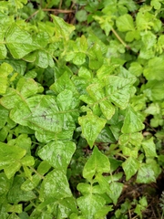 Persicaria runcinata