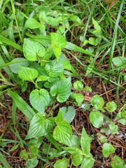 Viola acuminata