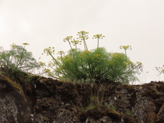 Lomatium klickitatense
