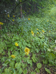 Doronicum caucasicum