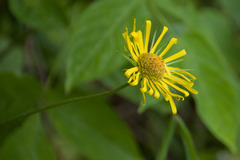 Doronicum caucasicum