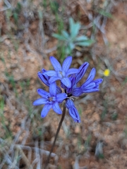 Dichelostemma multiflorum
