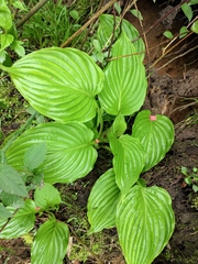 Hosta plantaginea