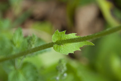 Doronicum caucasicum
