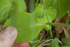 Doronicum caucasicum