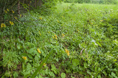 Doronicum caucasicum