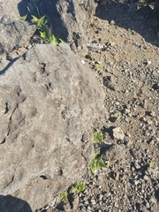 Pteridium aquilinum decompositum