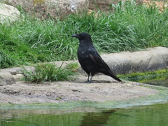 Corvus corone