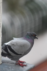 Columba livia domestica