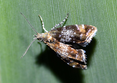 Prochoreutis