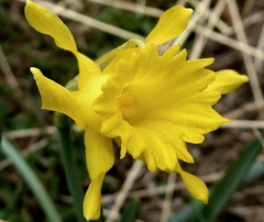 Narcissus minor