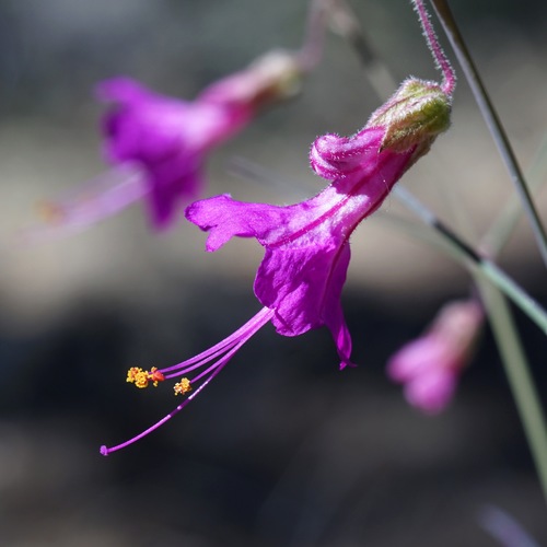 Image of Mirabilis coccinea by (c) Andrew Tree, some rights reserved (CC BY)