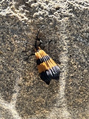 Calopteron terminale