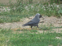 Corvus monedula