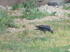 Corvus monedula