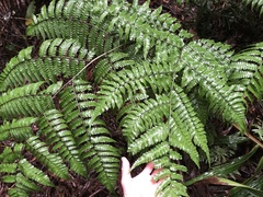 Diplazium dilatatum
