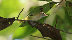 Pachysylvia aurantiifrons