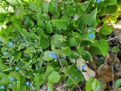 Omphalodes