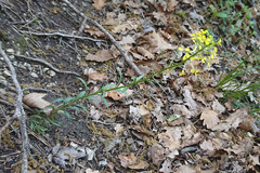 Erysimum sylvestre