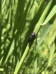 Scyphophorus acupunctatus