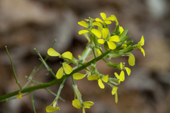 Erysimum sylvestre