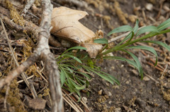 Erysimum sylvestre