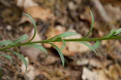 Erysimum sylvestre