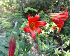 Lilium maritimum